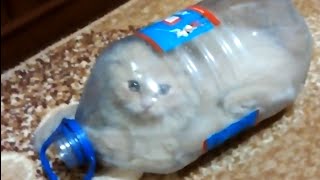 How to catch a cat / Как поймать кота