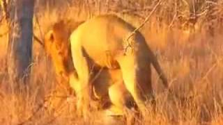 Gay Lions. Homosexuality is a common trait among lions.