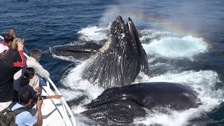 Amazing! Humpback Whales Lunge Feeding up close! Monterey Bay 9/16/15