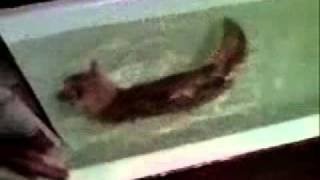 Водоплавающая кошка