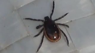 Энцефалитный клещ Tick borne Encephalitis +Экстаежник