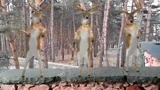 смешные олени