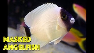 Tiny Masked Anglefish