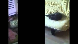 Кошки чудят! funny cats!