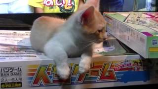 変な寝方をする猫