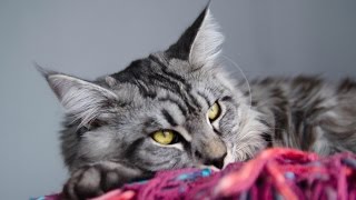 Котята мейн кун онлайн. Maine Coon cattery "Lovitven" online - Saint Petersburg, Russia.