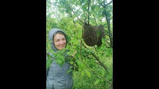 Как поймать рой пчел?Установка ловушки для бродячих роев?Гду устанавливать ловушки для пчел?