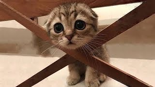 Gatos Graciosos - Los Mejores Videos de Gatos Chistosos #1