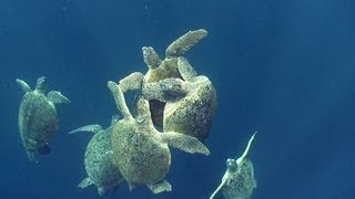 Sea Turtles | JONATHAN BIRD'S BLUE WORLD