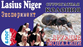 Муравьи Lasius Niger. Суррогатная колония.