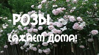 Розы.Посадка белой плетистой #розы