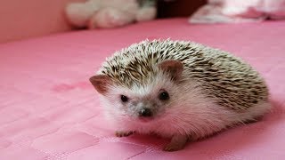 ЕЖИК ВИДЕО смешная озвучка приколы