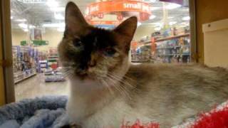 A - OFR - KitKat, Tortie Point Oriental Shorthair, Extremely Rare