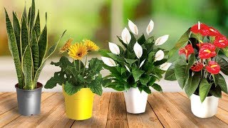 Put This Plants In Your Bedroom And This Will Happen To You