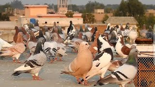 kabootar"bazi ka khubsorat video || lovely"pigeons || kabootar video