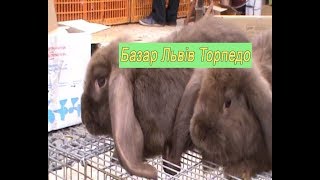Базар свійських тварин Базар Торпедо Львів-2017 Птичий рынок