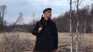 Охота на вальдшнепа на тяге