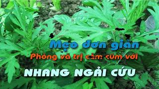 Cách phòng và trị cảm cúm hiệu quả với nhang ngải cứu Thảo dược Thanh Tân