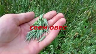 сеем овес