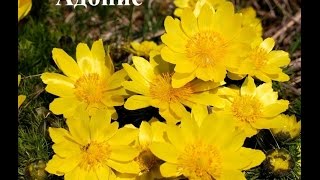 Эти цветы подходят для солнечного участка  Фото и названия