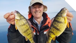 Jumbo Perch Overload! Using the Simple Stingnose Jigging Spoons
