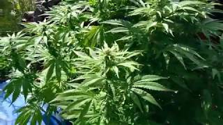 White Krim Widow, Крымские семечки