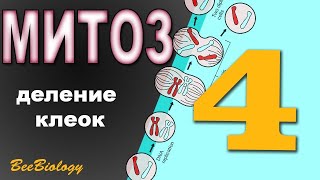 МИТОЗ (без МАТА не разберешься) - деление клеток