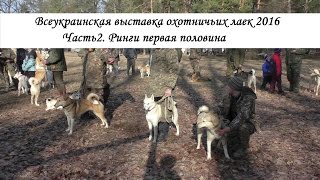 Всеукраинская выставка охотничьих лаек 2016 Часть 2. Ринги, первая половина.