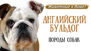 Английский бульдог - породы собак.