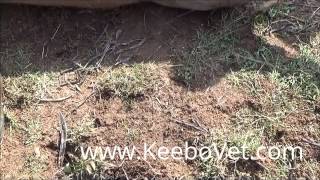 Castration In Pig Of Two Years Old, See How Surgery Was Perform By Vet Doctor
