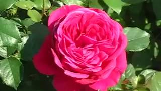 Rose Fisherman’s Friend (Фишермэнс фреэнд роза)