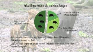 Erntejagd - Teil 2: gezielte Wildschweinjagd