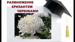 РАЗМНОЖЕНИЕ ХРИЗАНТЕМ ЧЕРЕНКОВАНИЕМ ИЗ БУКЕТА. Проверенный  способ!