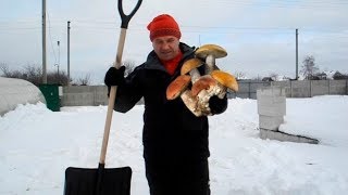Ростим белые грибы зимой