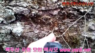 산삼나라 희귀자료 자작나무 소나무겨우살이 송라입니다