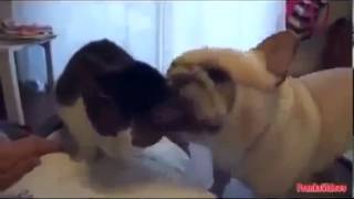 Забавные животные Коты веселятся, кошки приколы видео смотреть бесплатно