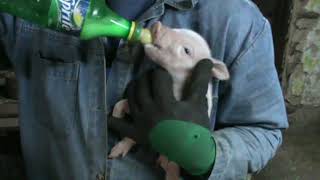 Кормление сосунов свиней/ Feeding pig suckers