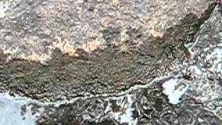 Tarantulas Can Run On Water