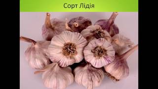 Конференція з вирощування часнику 2016 / Конференция по выращиванию чеснока 2016