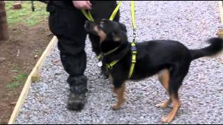 Dog Trust Leeds: Four Special Girls Needing Homes