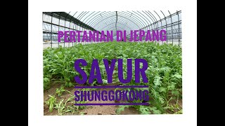 sayur kenikir atau shunggokong,pertsnisn di jepang