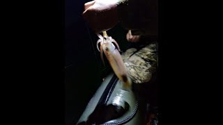 Сентябрь камбала и кальмар 2019