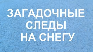Загадочные следы на снегу С Рождеством
