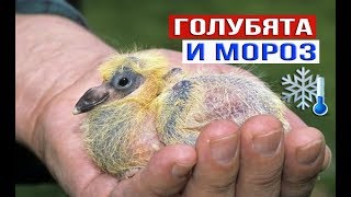 Голубята и мороз 07.02.20