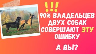 90% владельцев двух собак совершают ЭТУ ошибку! А ВЫ?