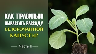 Как правильно вырастить рассаду белокочанной капусты? Часть 2