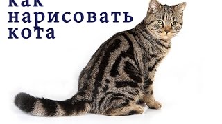 Как нарисовать кота поэтапно, рисуем своего кота, #drawing, #cat