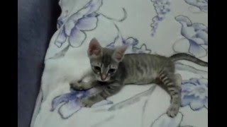 Котёнок сосёт пушистый плед.