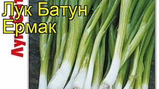 Лук батун Ермак. Краткий обзор, описание характеристик, где купить семена allium Ermak