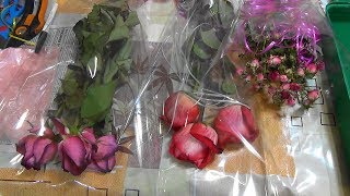 Как сохранить понравившийся сорт розы с помощью зимней прививки.